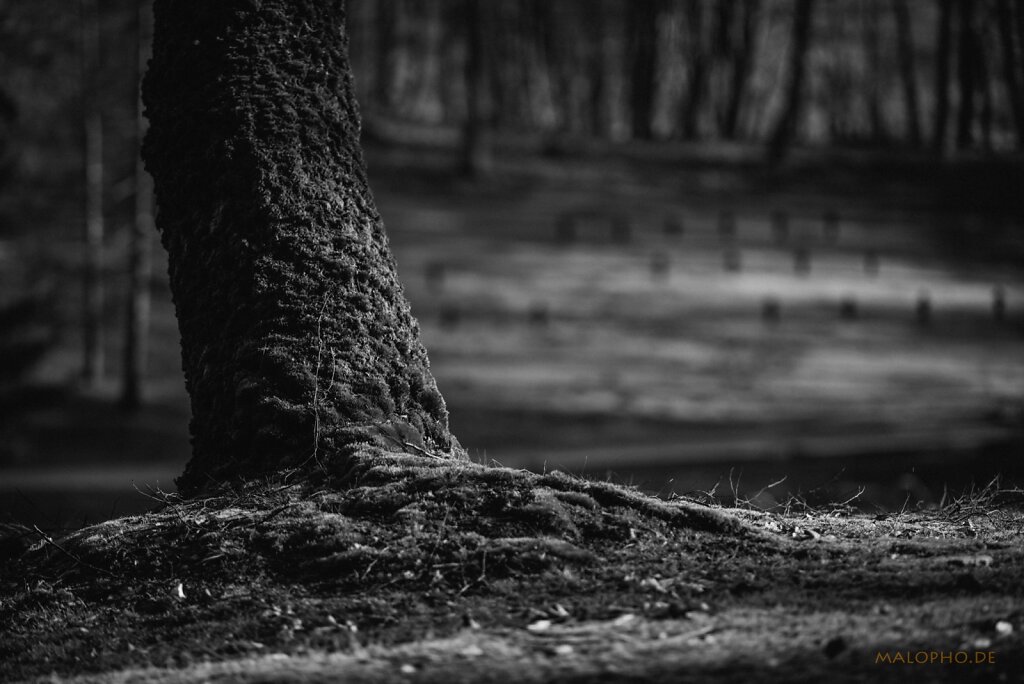 Golm Baum