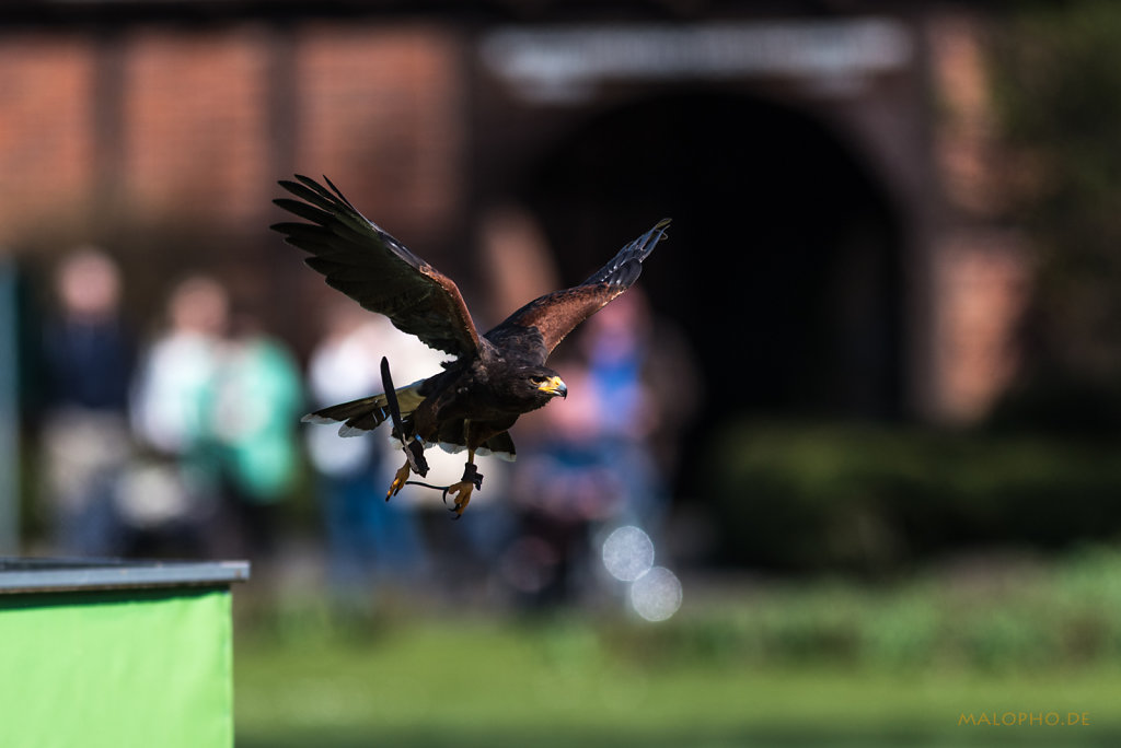Kleiner Adler