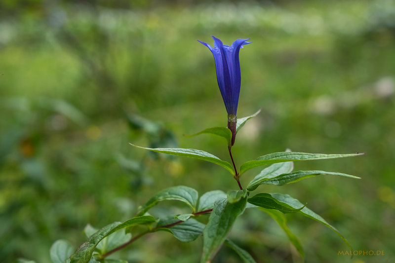 Alpenblumen-2