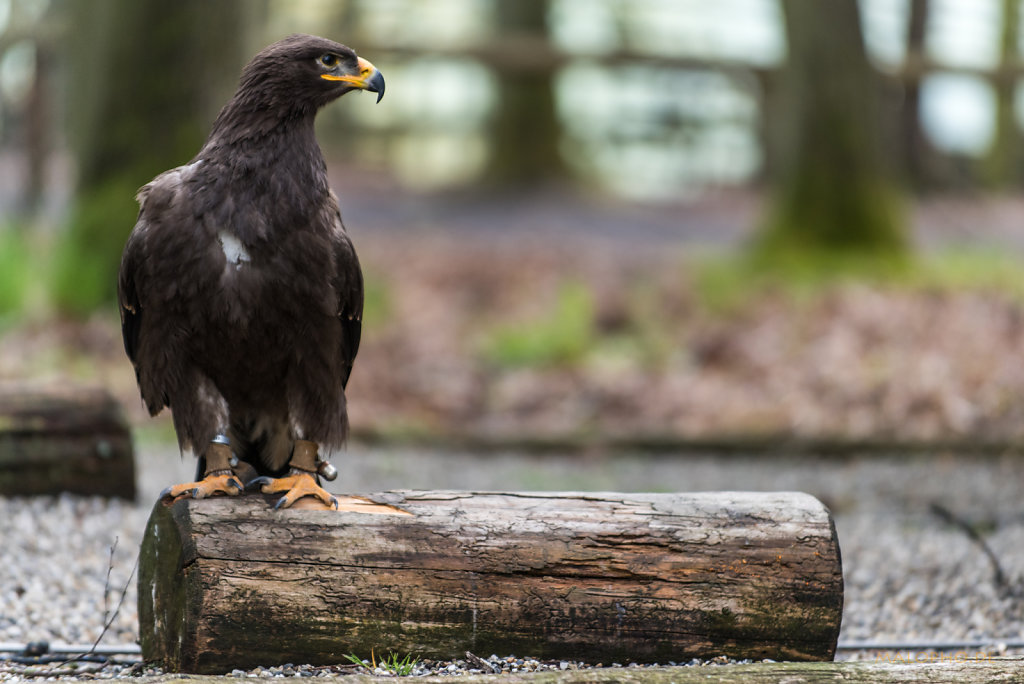 Steppenadler