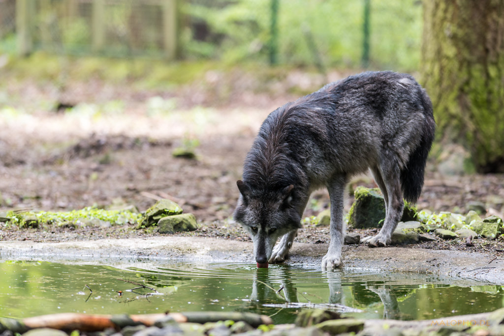 Wolf trinkt-1
