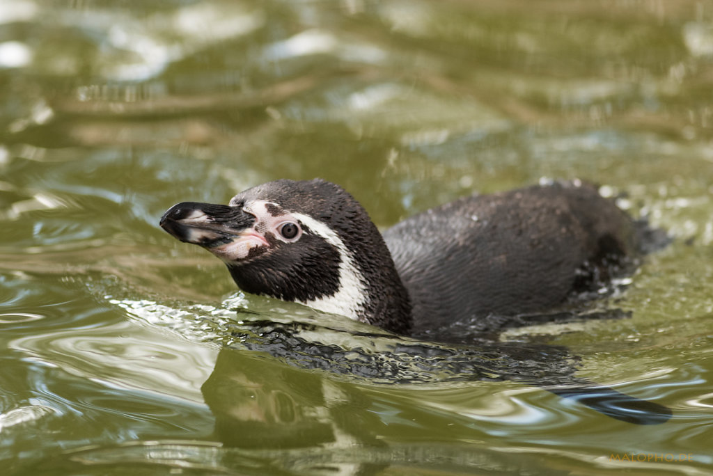 Humboldt-Pinguin schwimmt