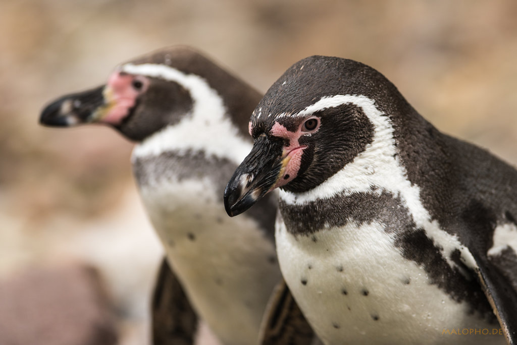 Humboldt-Pinguin Duo