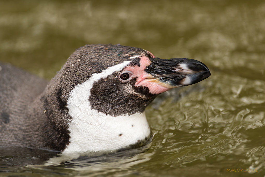 Humboldt-Pinguin Wasserportrait