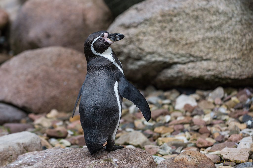 Humboldt-Pinguin Rücken