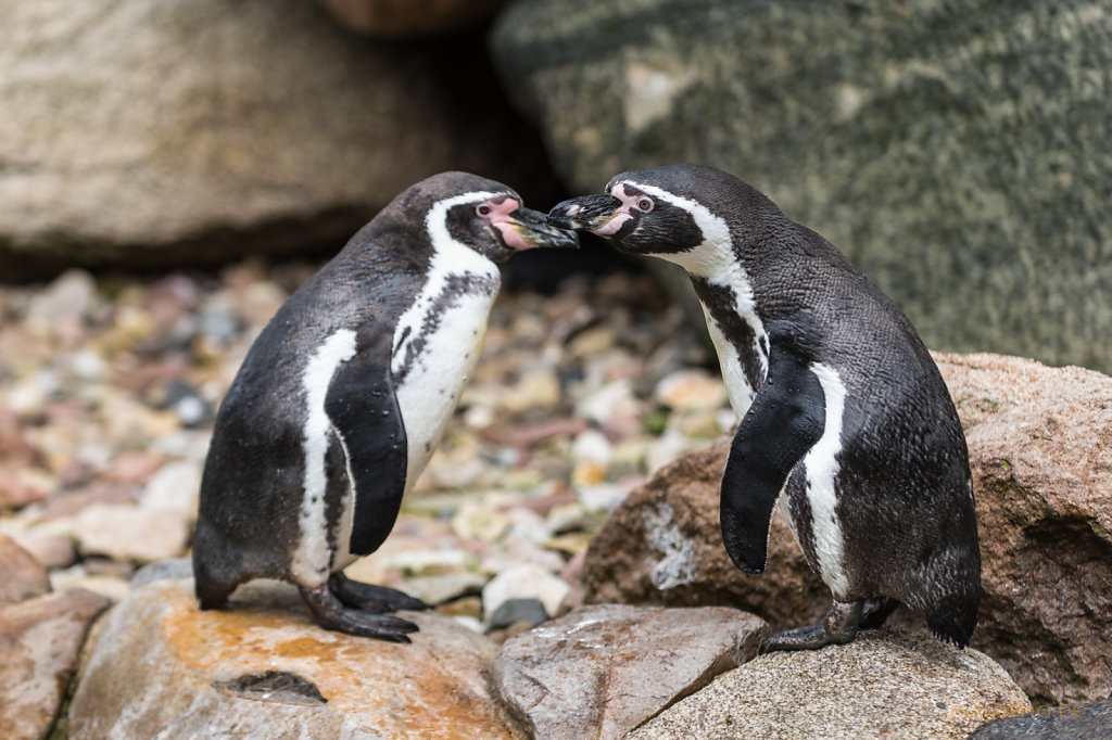 Humboldt-Pinguin Liebe