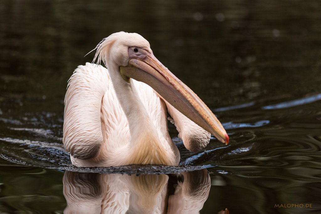 Pelikan rosa schwimmt