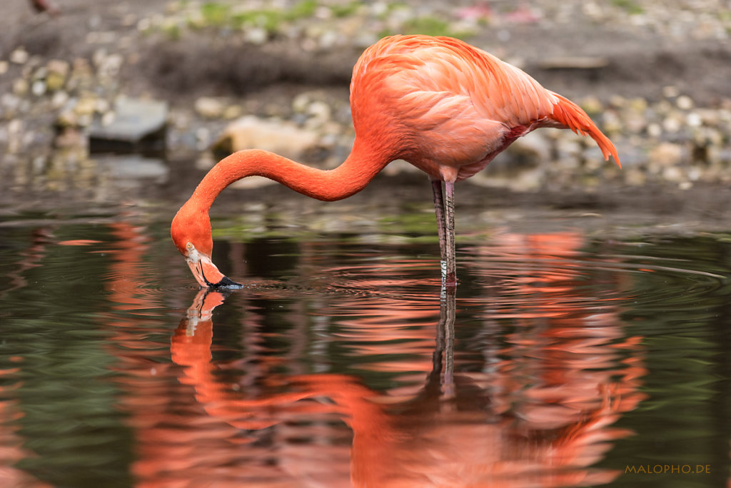 Flamingo rot