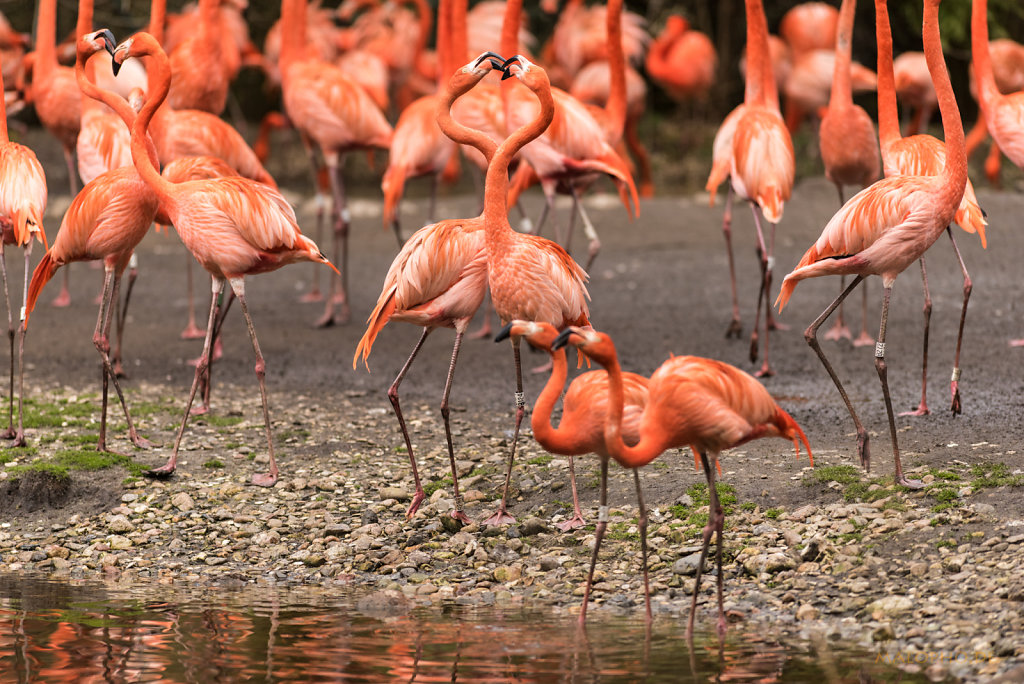 Flamingo rot Paare