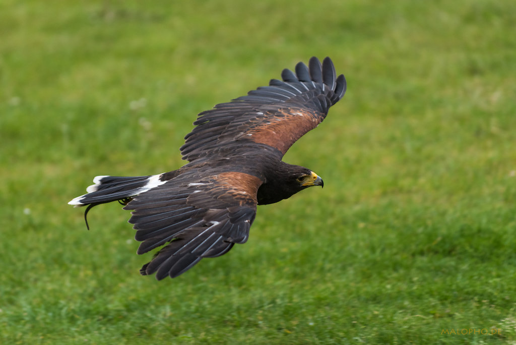 Steppenadler Tiefflug