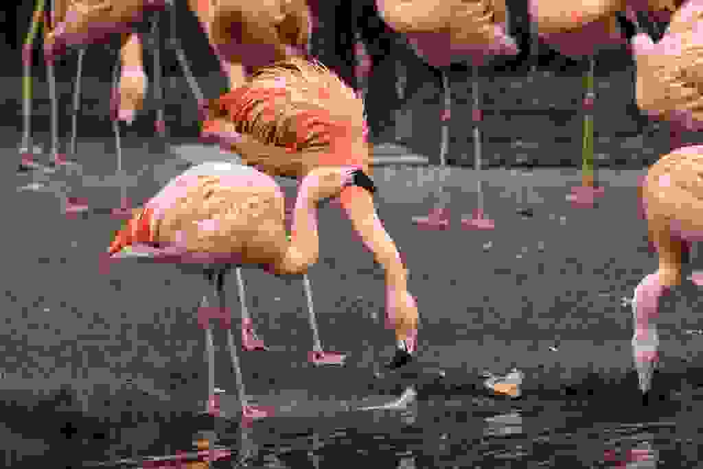 Flamingo rosa trinkt