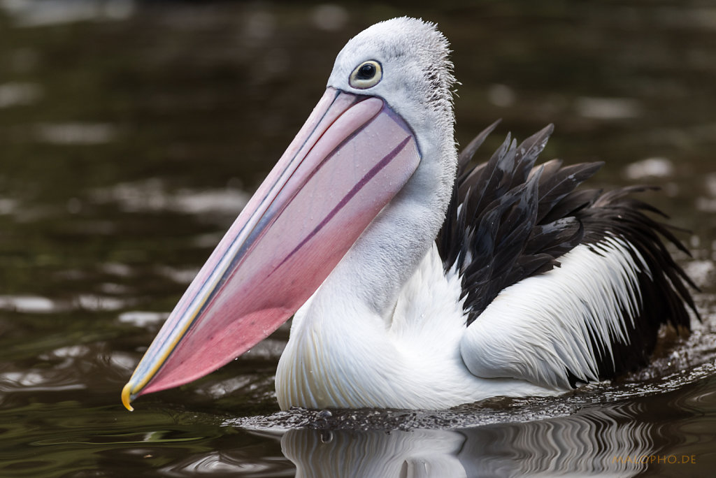 Pelikan weiß schwimmt