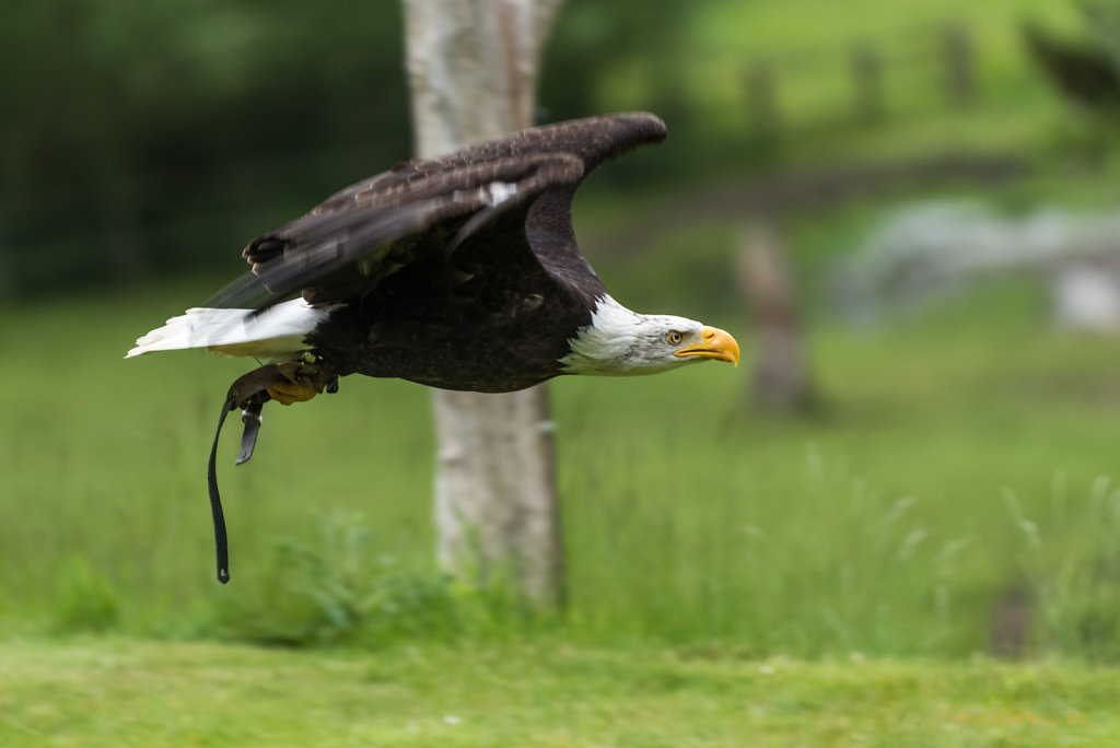 Weisskopf Seeadler Flug