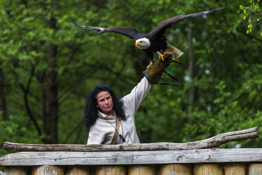 Weisskopf Seeadler Start