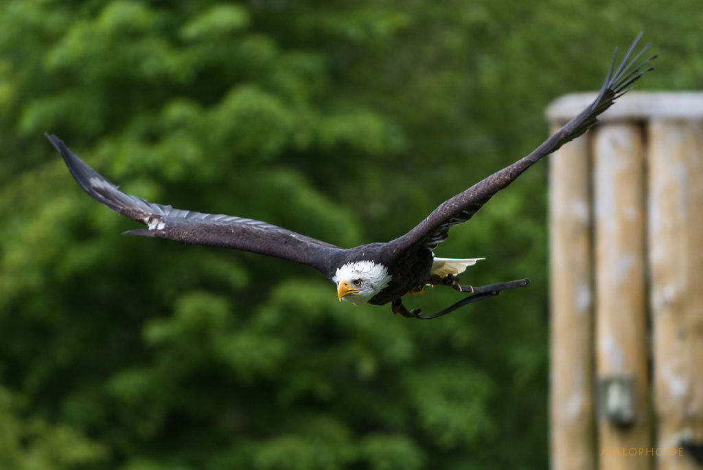 Weisskopf Seeadler Flug