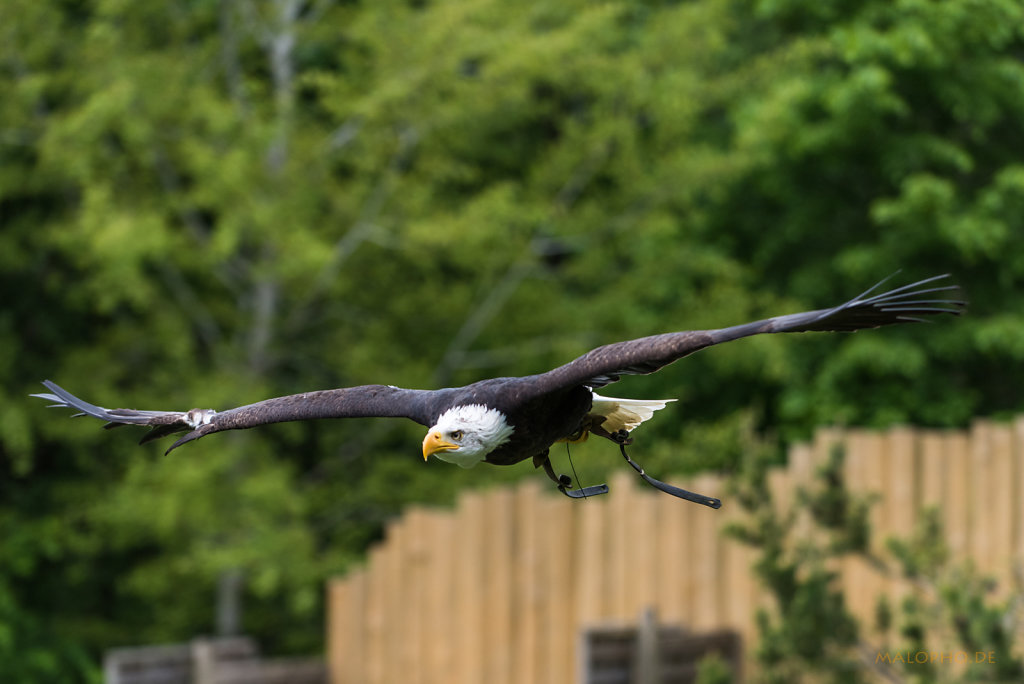 Weisskopf Seeadler Flug