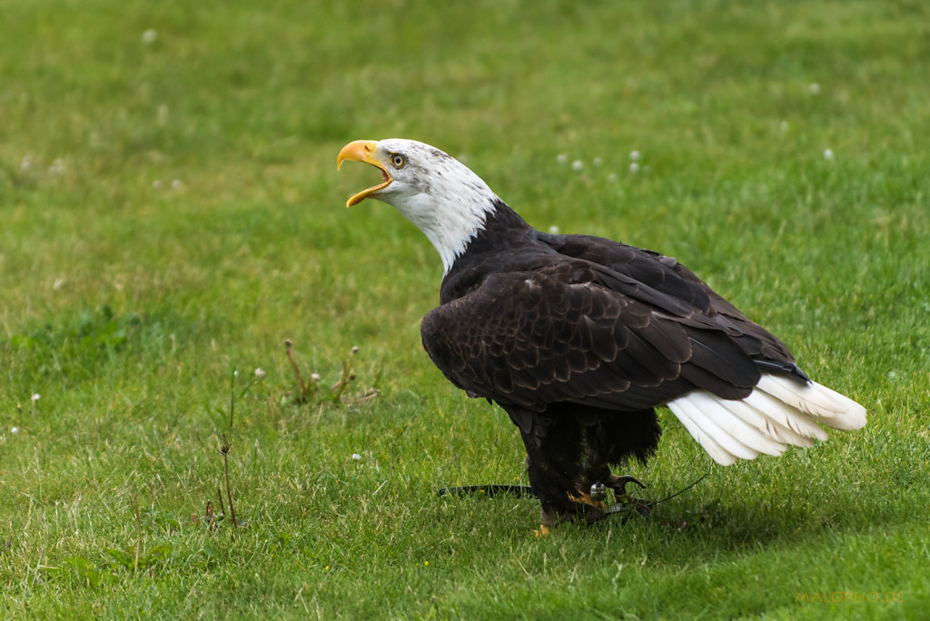 Weisskopf Seeadler schreit