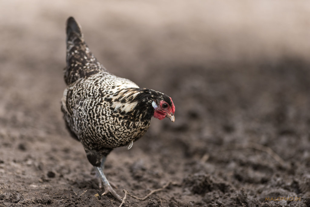 Huhn