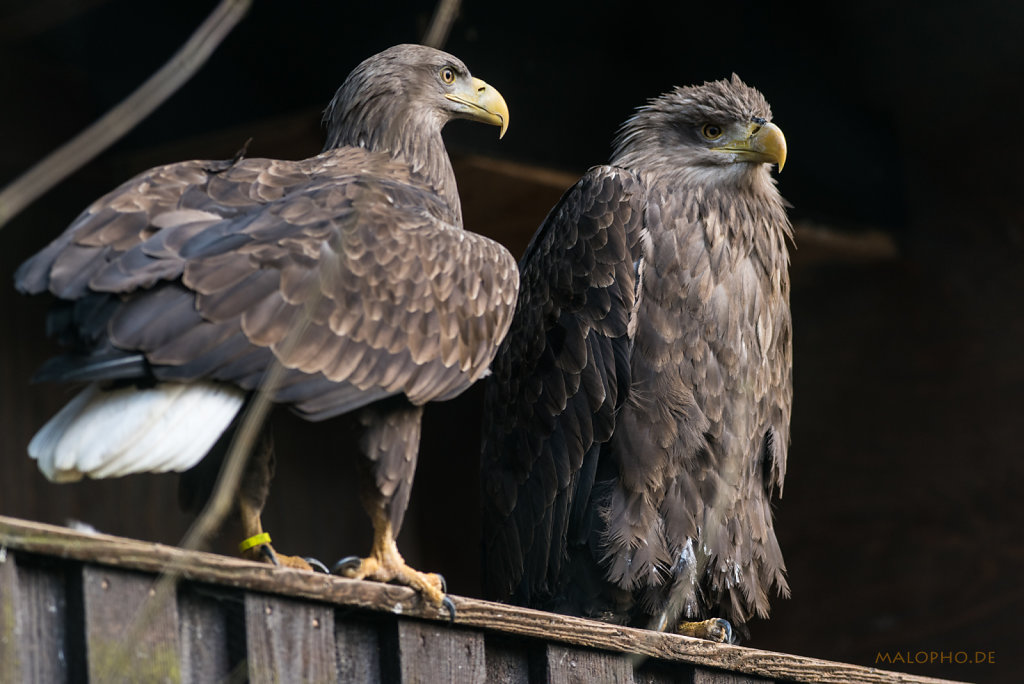 Seeadler