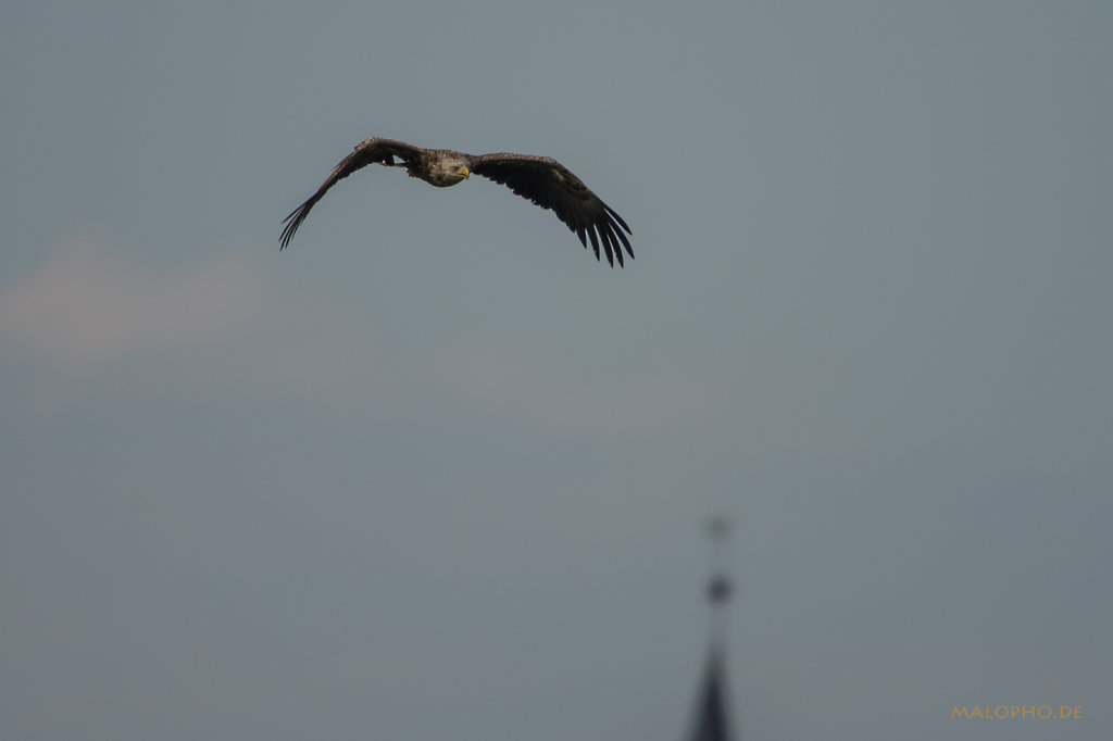 Adler vor Kirchturm