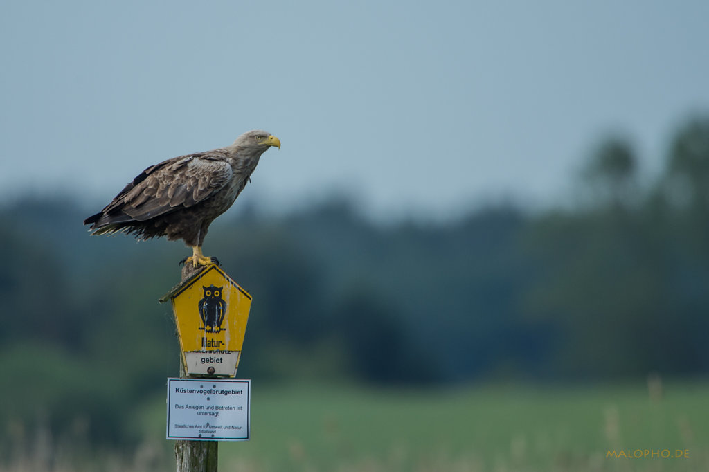 Naturschutzadler 6