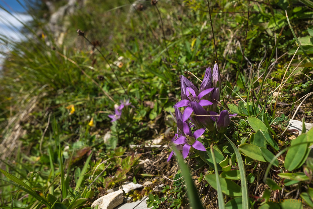 Alpenblumen-4