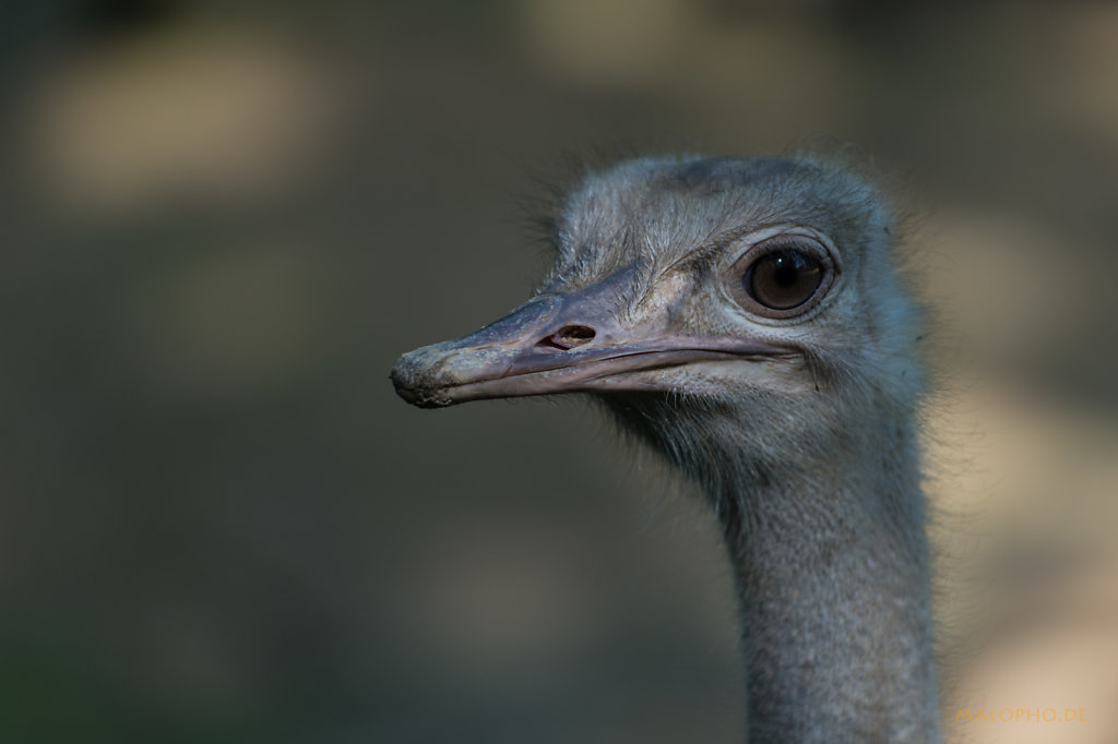 Straußportrait