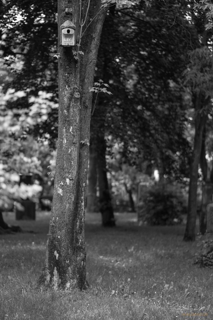 LBV am Baum