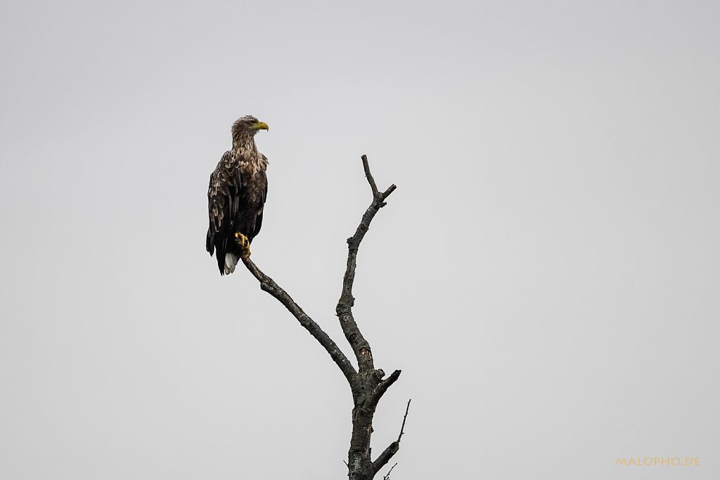 Seeadler-3