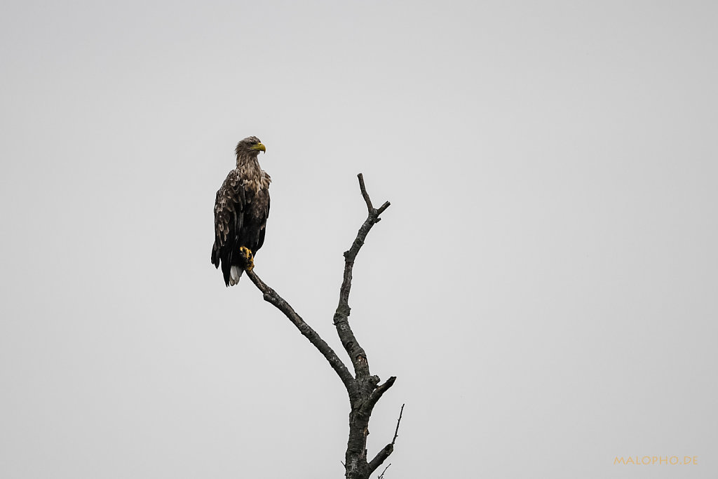 Seeadler-2