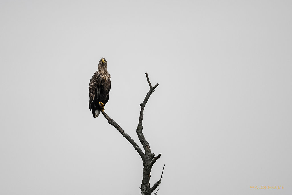 Seeadler-1