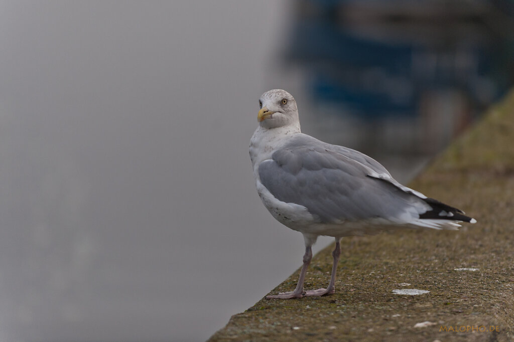 Was guckst du