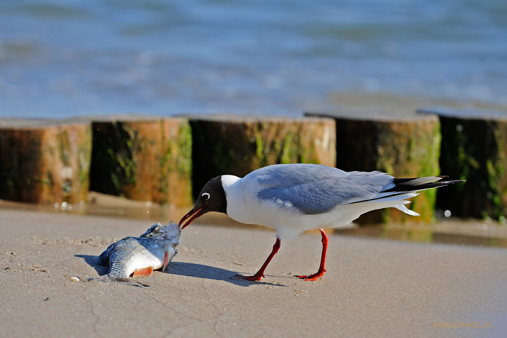 Fisch geniessen