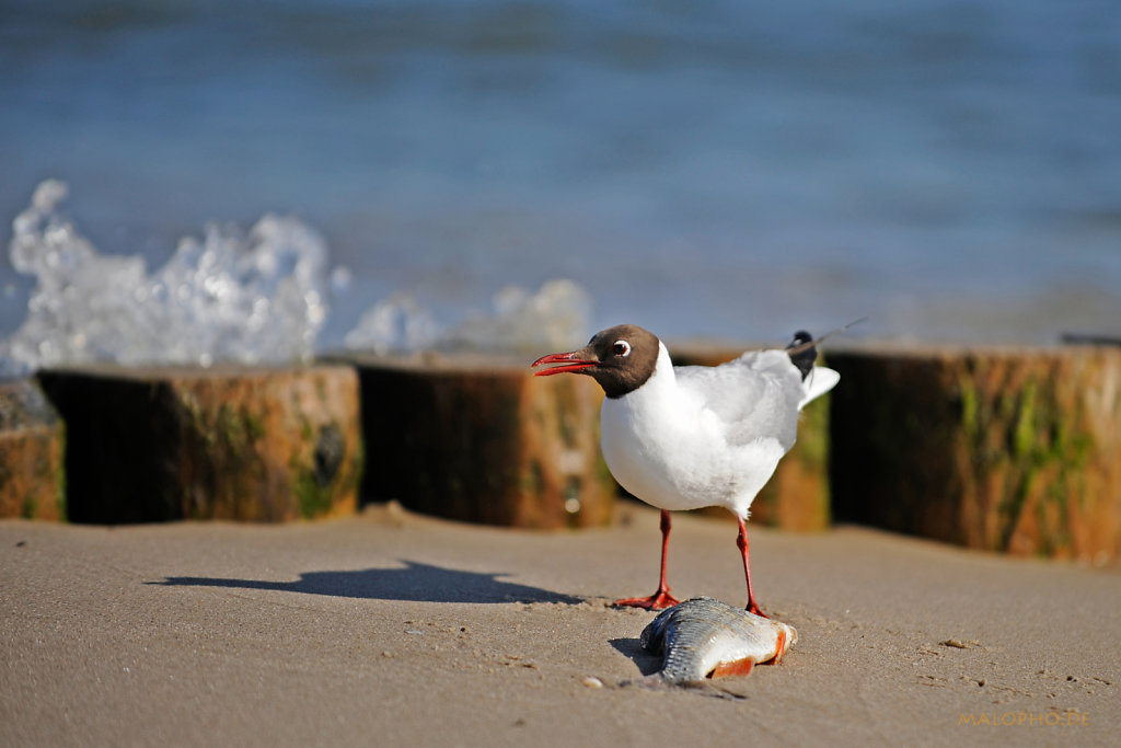Vorsicht Welle
