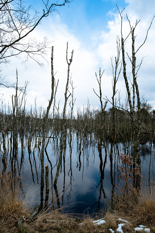 Birkenwasser 1
