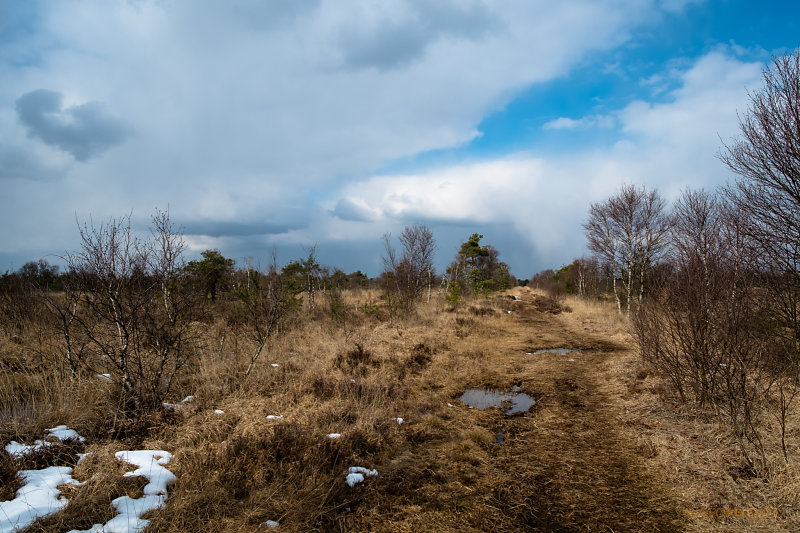 Weg durchs Moor
