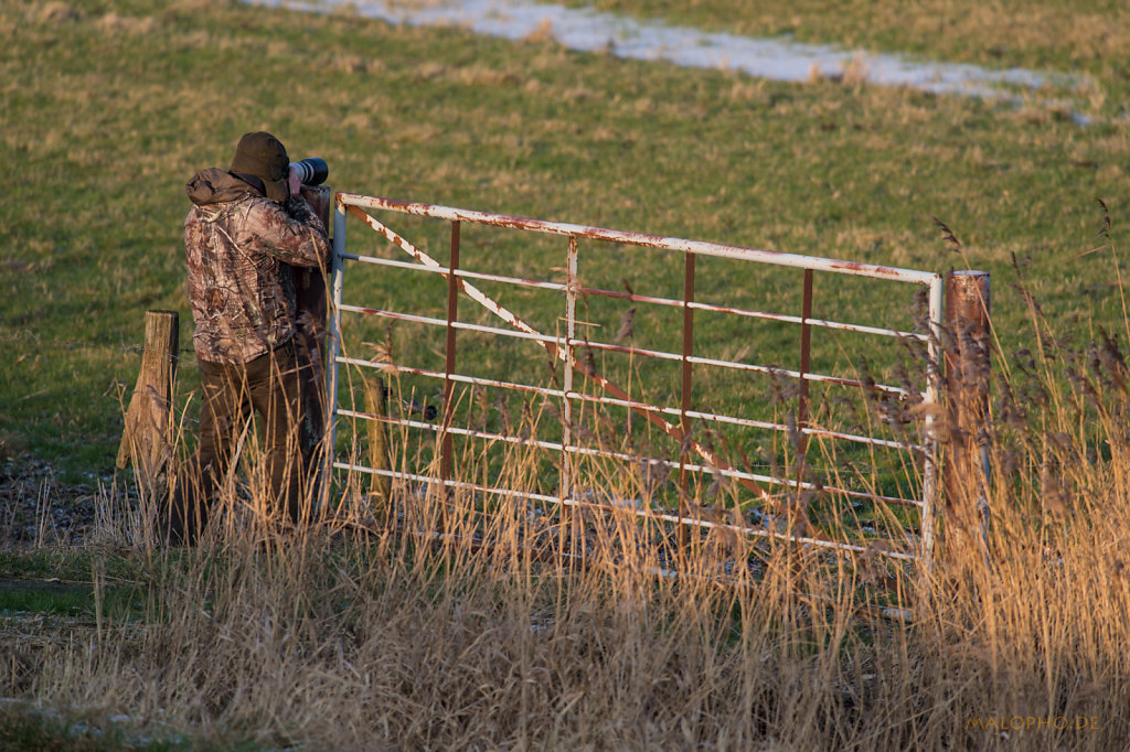 Elbgans Fotograf