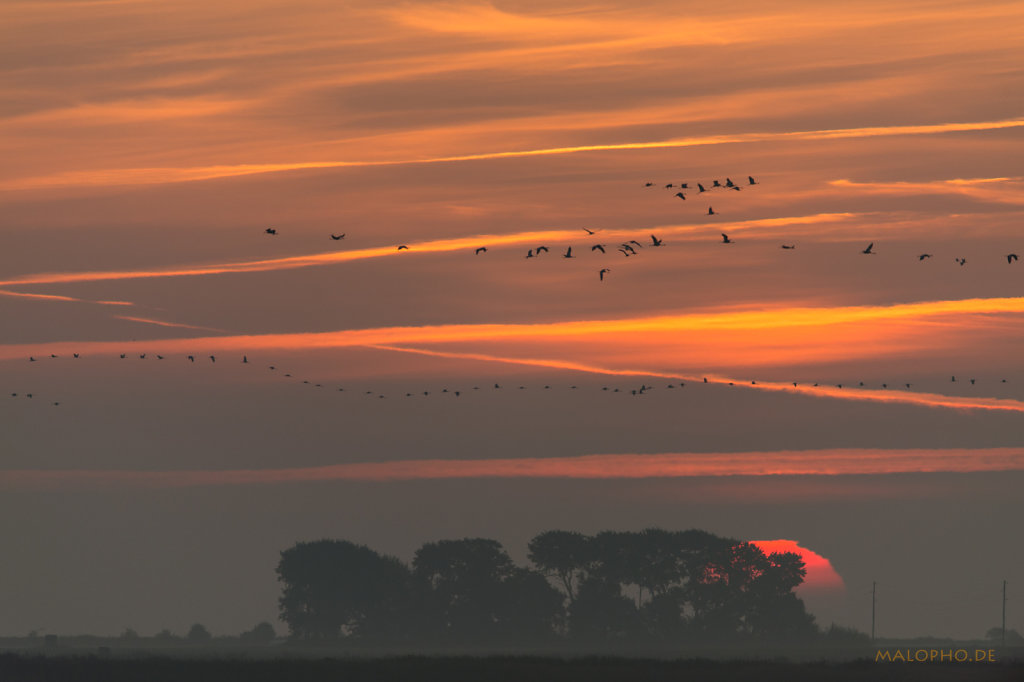 Kranich Sonnenaufgang-1
