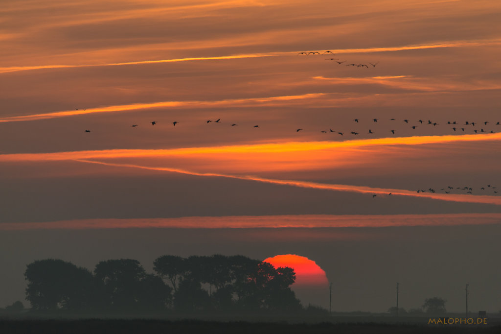 Kranich Sonnenaufgang-2