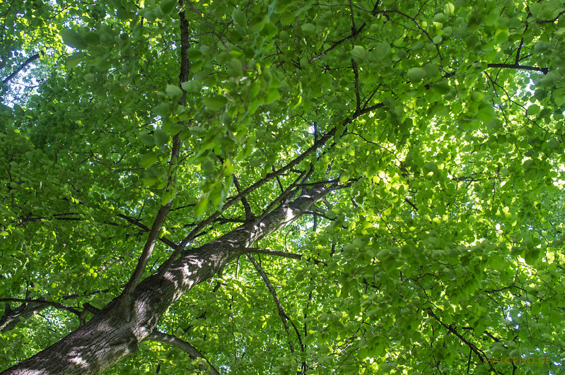 Schattenspender