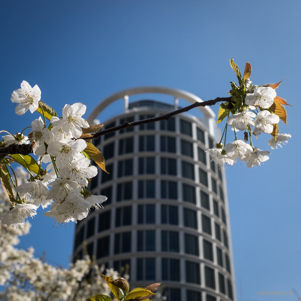 Hafencity Blüten