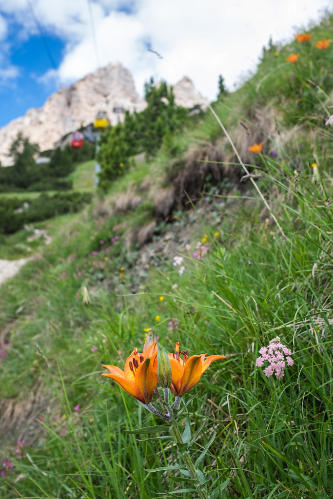 Lilien Orange