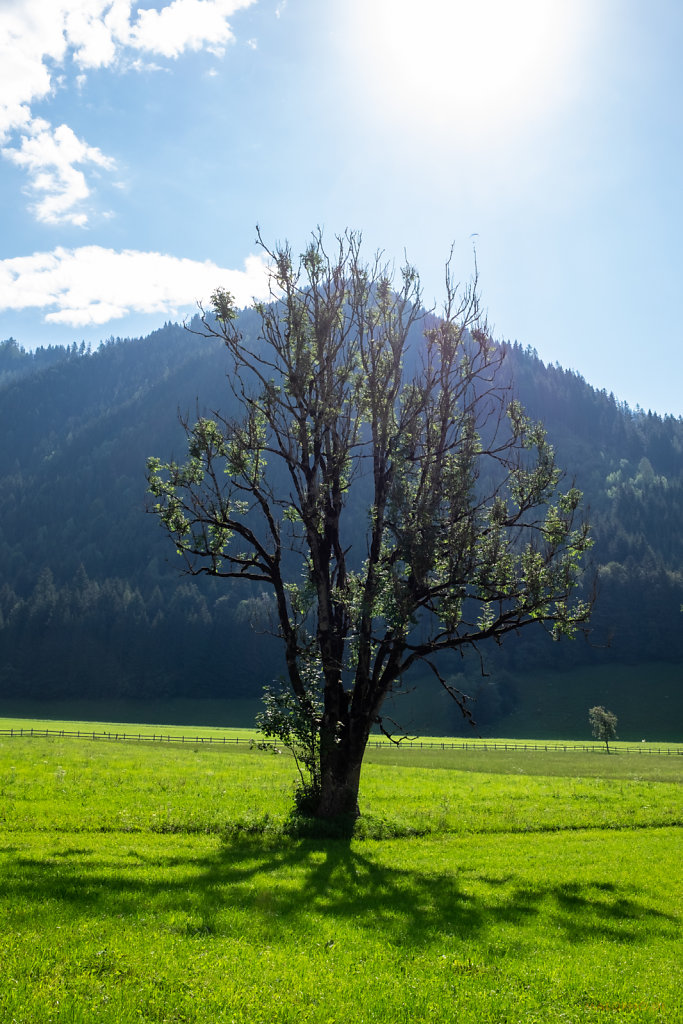 Baum
