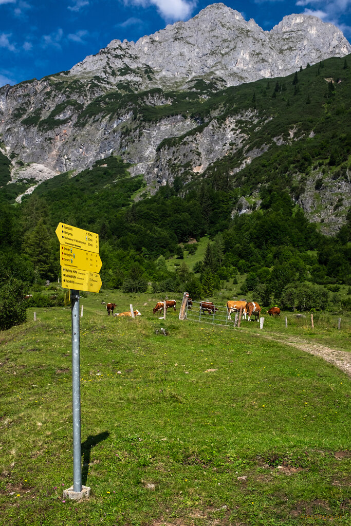 Almkühe