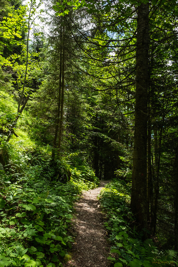 Waldweg Mahdegg-3