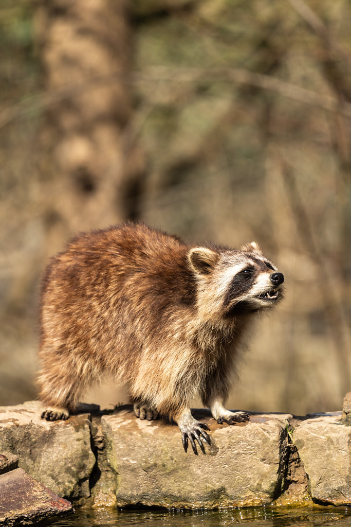 Waschbär