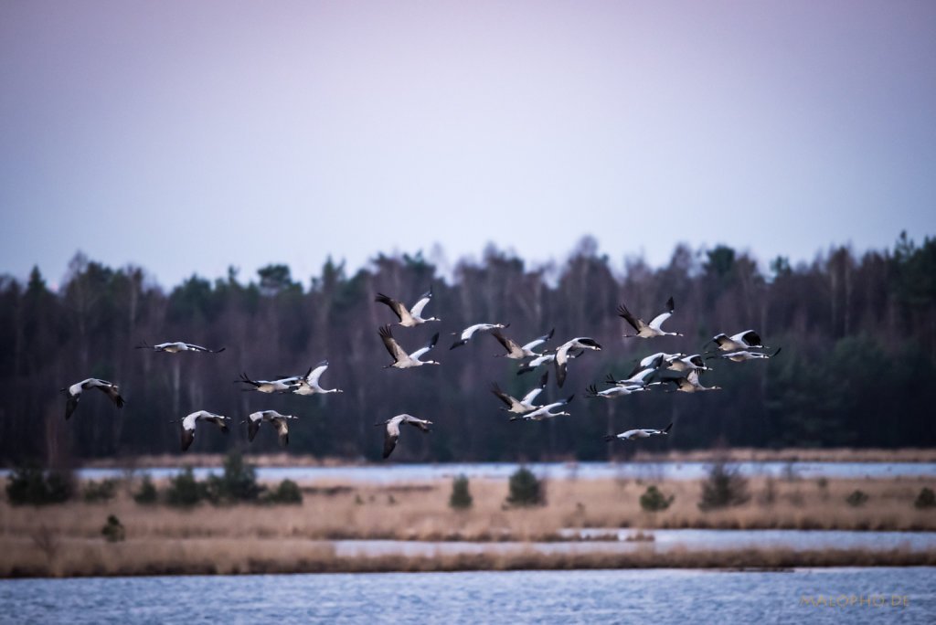 Gruppenflug