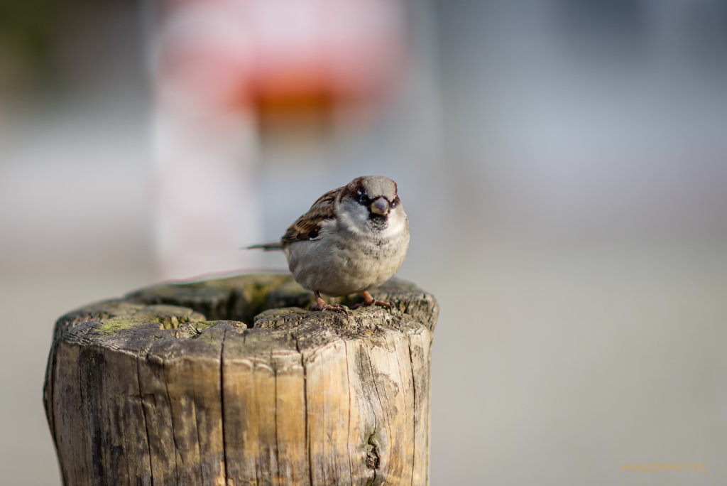 Spatz