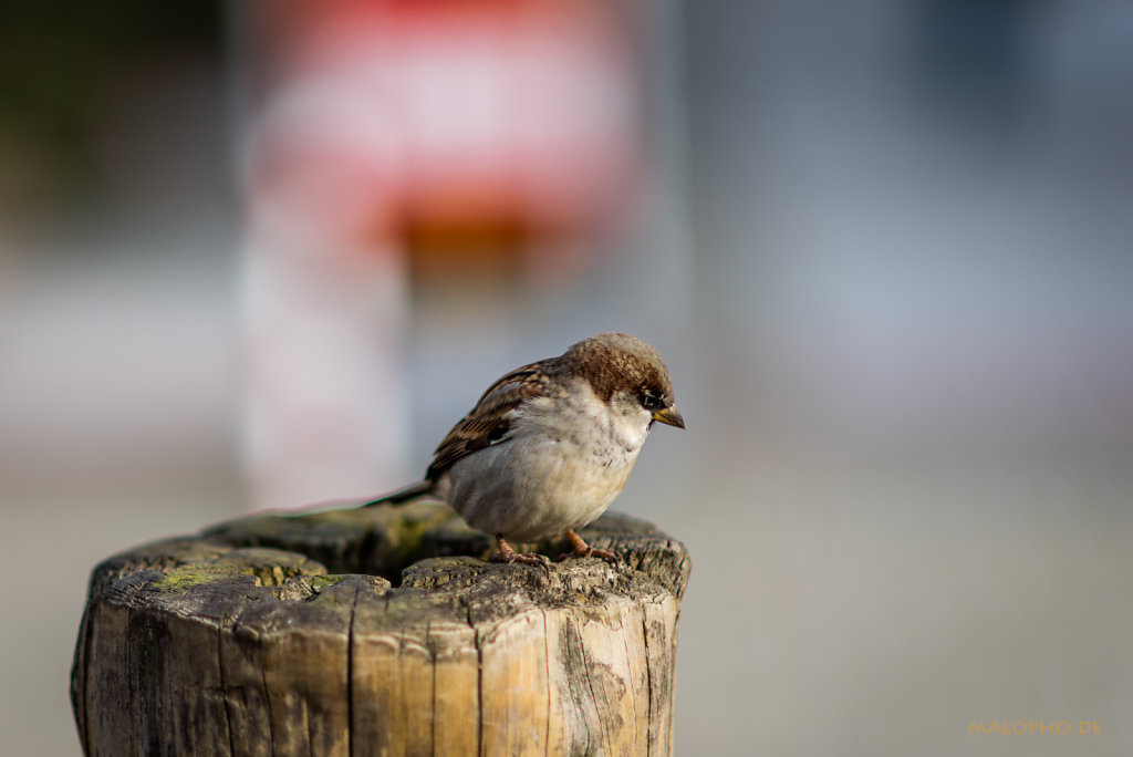 Spatz