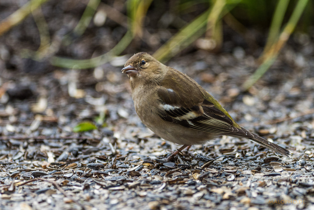 20160325-161346-20385.jpg